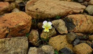 Preview wallpaper myosotis, flower, bloom, macro, stones