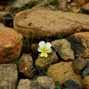 Preview wallpaper myosotis, flower, bloom, macro, stones