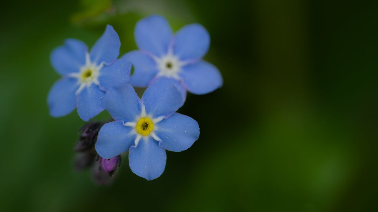 Wallpaper myosotis, flowers, blue, blur