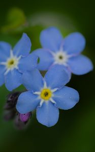 Preview wallpaper myosotis, flowers, blue, blur