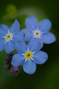 Preview wallpaper myosotis, flowers, blue, blur