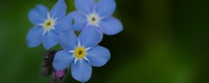 Preview wallpaper myosotis, flowers, blue, blur