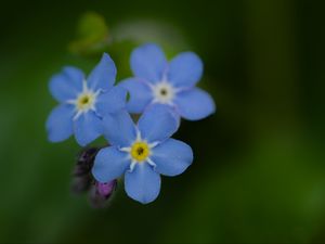 Preview wallpaper myosotis, flowers, blue, blur