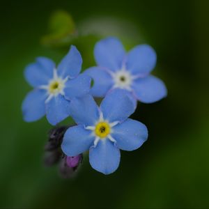 Preview wallpaper myosotis, flowers, blue, blur