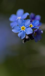 Preview wallpaper myosotis, flowers, petals, blue, blur