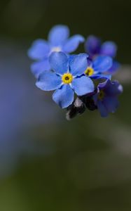 Preview wallpaper myosotis, flowers, petals, blue, blur