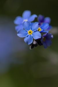 Preview wallpaper myosotis, flowers, petals, blue, blur