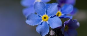 Preview wallpaper myosotis, flowers, petals, blue, blur