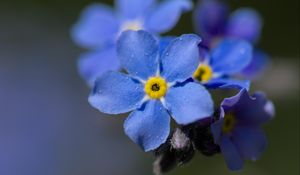 Preview wallpaper myosotis, flowers, petals, blue, blur