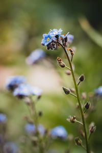 Preview wallpaper myosotis, petals, buds, flower