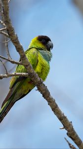 Preview wallpaper nanday parakeet, parrot, bird, green, branch