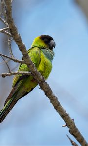 Preview wallpaper nanday parakeet, parrot, bird, green, branch