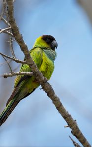 Preview wallpaper nanday parakeet, parrot, bird, green, branch