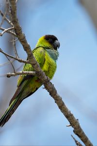 Preview wallpaper nanday parakeet, parrot, bird, green, branch