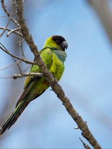 Preview wallpaper nanday parakeet, parrot, bird, green, branch