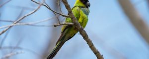 Preview wallpaper nanday parakeet, parrot, bird, green, branch