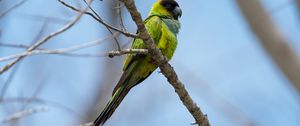 Preview wallpaper nanday parakeet, parrot, bird, green, branch