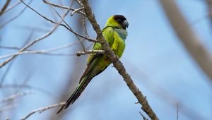 Preview wallpaper nanday parakeet, parrot, bird, green, branch