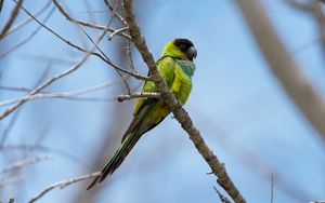 Preview wallpaper nanday parakeet, parrot, bird, green, branch