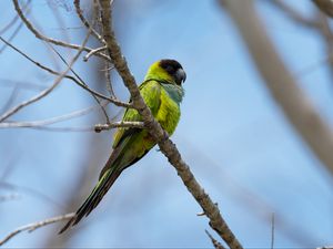 Preview wallpaper nanday parakeet, parrot, bird, green, branch