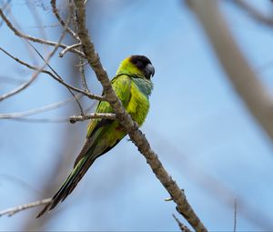 Preview wallpaper nanday parakeet, parrot, bird, green, branch