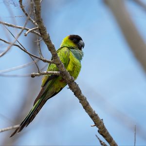 Preview wallpaper nanday parakeet, parrot, bird, green, branch