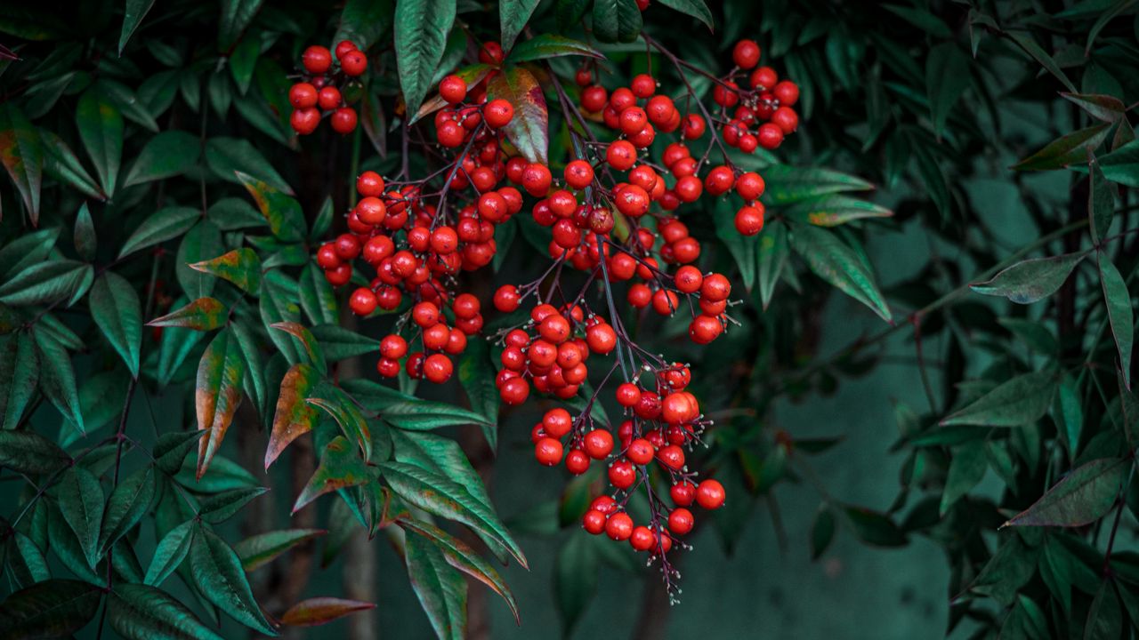 Wallpaper nandina, berries, leaves, branches, macro