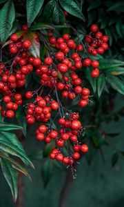 Preview wallpaper nandina, berries, leaves, branches, macro