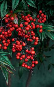 Preview wallpaper nandina, berries, leaves, branches, macro