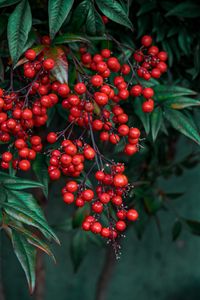 Preview wallpaper nandina, berries, leaves, branches, macro