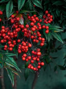 Preview wallpaper nandina, berries, leaves, branches, macro