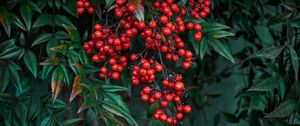 Preview wallpaper nandina, berries, leaves, branches, macro