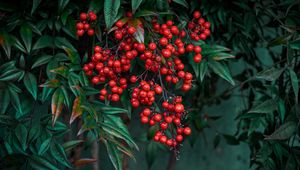 Preview wallpaper nandina, berries, leaves, branches, macro