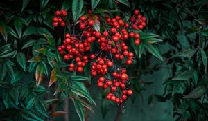 Preview wallpaper nandina, berries, leaves, branches, macro