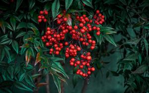 Preview wallpaper nandina, berries, leaves, branches, macro