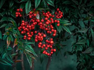 Preview wallpaper nandina, berries, leaves, branches, macro