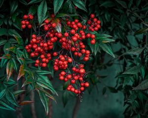 Preview wallpaper nandina, berries, leaves, branches, macro