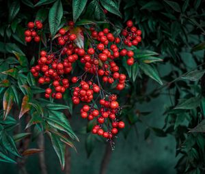 Preview wallpaper nandina, berries, leaves, branches, macro