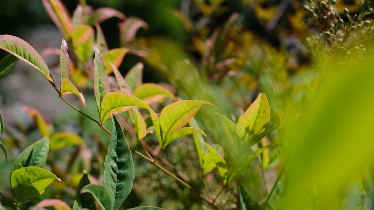 Wallpaper nandina, leaves, plant, branch, green