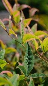 Preview wallpaper nandina, leaves, plant, branch, green