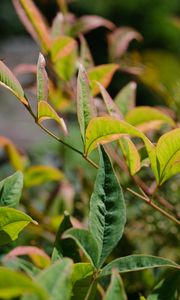 Preview wallpaper nandina, leaves, plant, branch, green