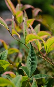 Preview wallpaper nandina, leaves, plant, branch, green