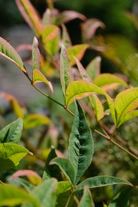 Preview wallpaper nandina, leaves, plant, branch, green