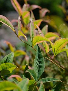 Preview wallpaper nandina, leaves, plant, branch, green