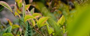 Preview wallpaper nandina, leaves, plant, branch, green