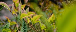 Preview wallpaper nandina, leaves, plant, branch, green