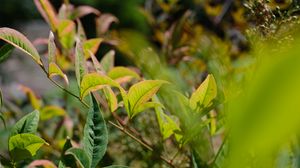 Preview wallpaper nandina, leaves, plant, branch, green