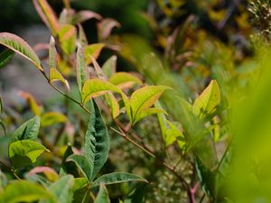 Preview wallpaper nandina, leaves, plant, branch, green