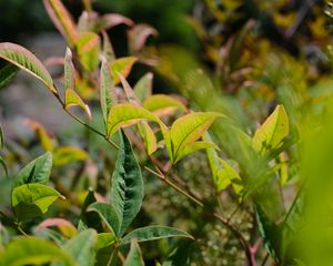 Preview wallpaper nandina, leaves, plant, branch, green