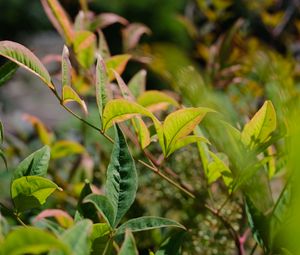 Preview wallpaper nandina, leaves, plant, branch, green